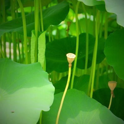 Lotus