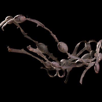Sperm bank 71 | Picture No.: 384 B