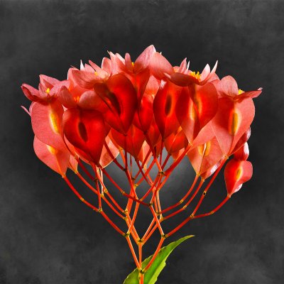 Begonia Coccinea 01 C