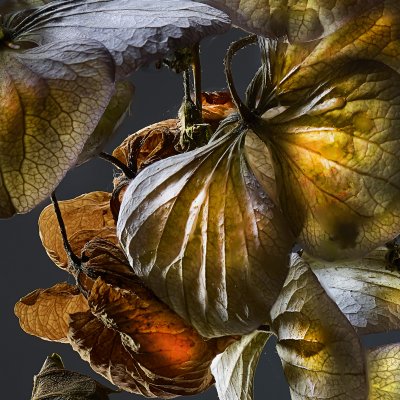 Hydrangea 02C