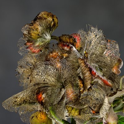 Hydrangea PZ01B