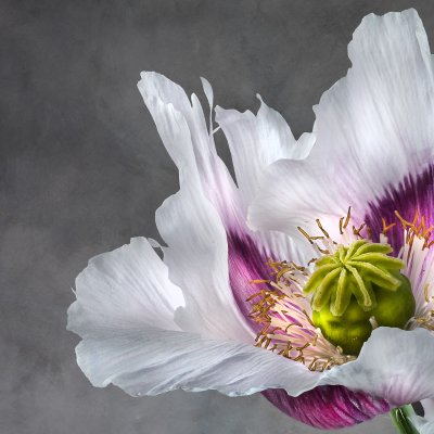 Papaver Somniferum 02B