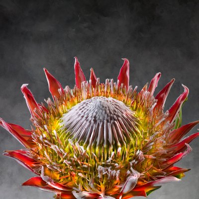 Protea Cynaroides 01