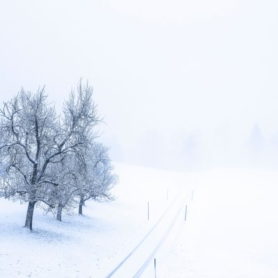 Obsthain im Winter