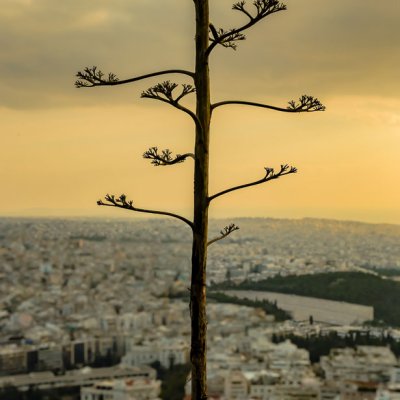 Rotkelchen in Athen