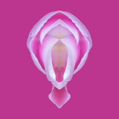 Tulpen
