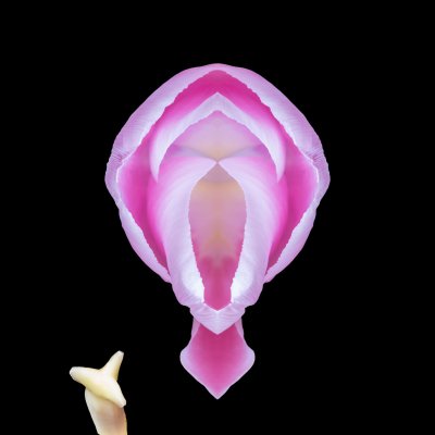 Tulpe auf Schwarz