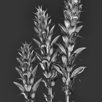 Acantus hungaricus