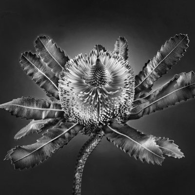 Banksia cf. serrata