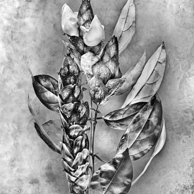 Gmelina philippensis Verbenaceae 94137245