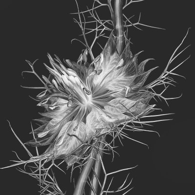 Nigella 18094