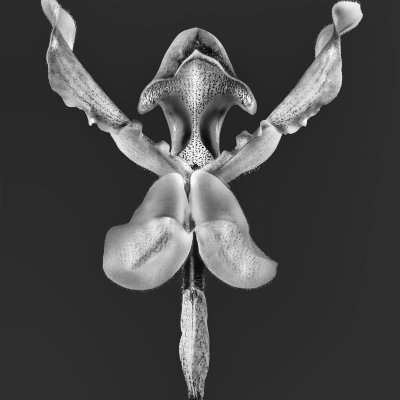 Paphiopedilum x lathamianum