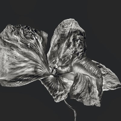 Rosemary 01