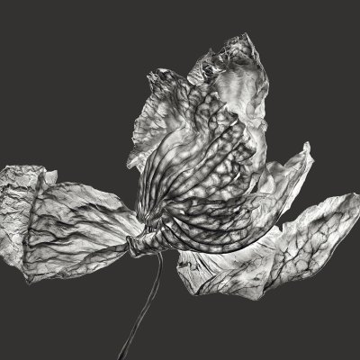 Rosemary 03