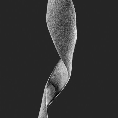 Wisteria floribunda