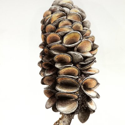 Banksia Cone | Banksia Cone