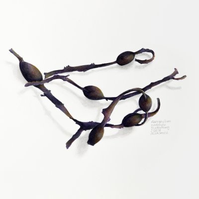 Ascophyllum nodesum | Knotted kelp