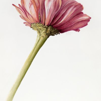 Zinnia | Zinnia