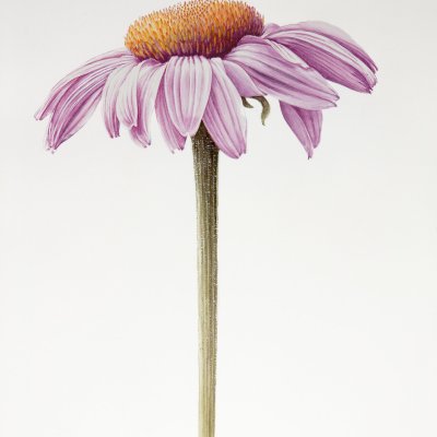 Echinacea | Echinacea