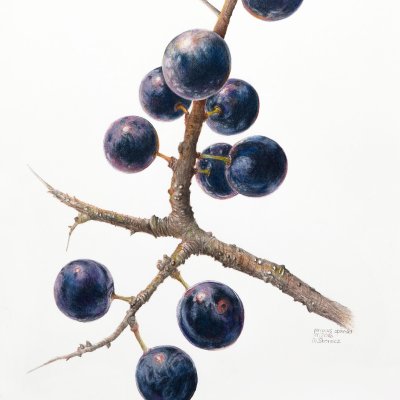 Prunus spinosa | Blackthorn
