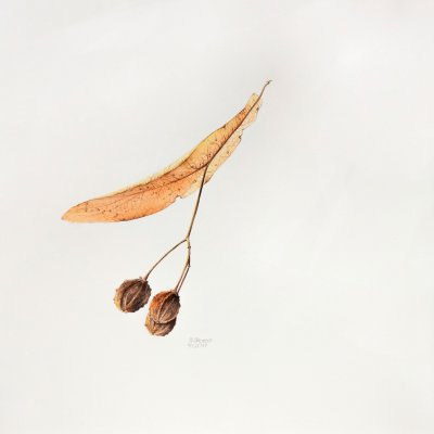 Tilia | Lime tree