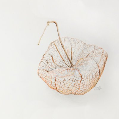 Physalis | Cape gooseberry