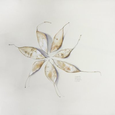 Lunaria rediviva | perennial silverleaf