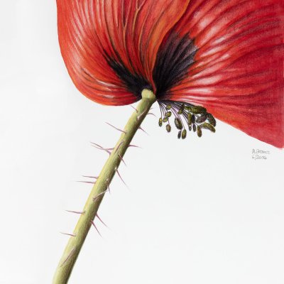 Papaver | Poppy