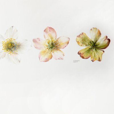 Helleborus | Snow rose