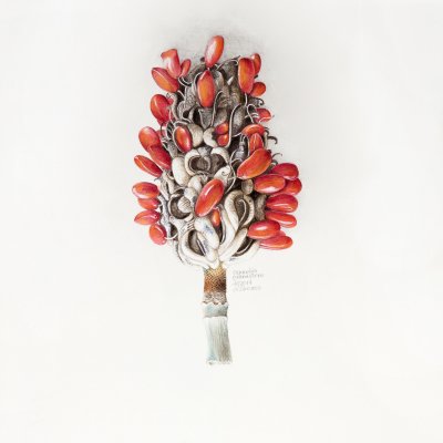 Magnolia grandiflora | evergreen magnolia (A)