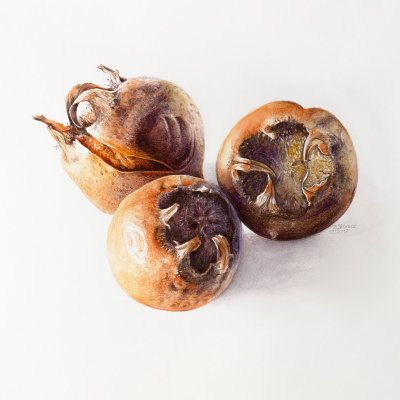 Mespilus germanica | Medlar