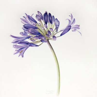 Agapanthus | Jewel lily