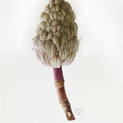 Magnolia grandiflora | evergreen magnolia (B)