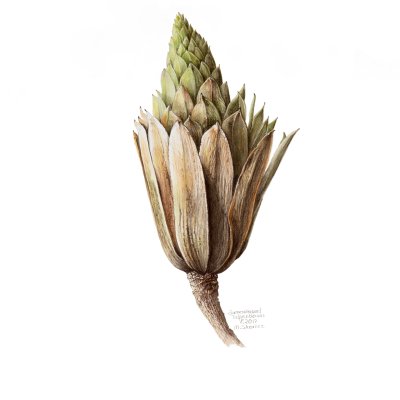 Liriodendron tulipifera | Tulip tree