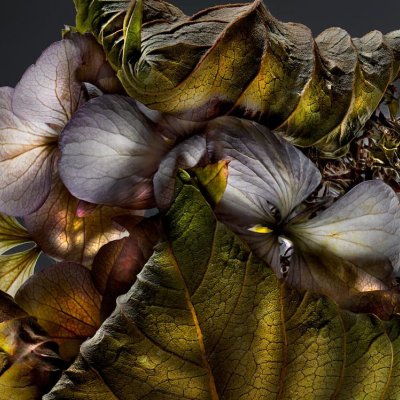 Hydrangea 01C