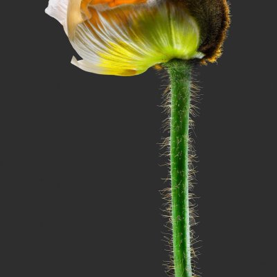 Mohn Sinn 010821 B