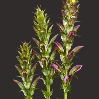 Acantus Hungaricus 02B