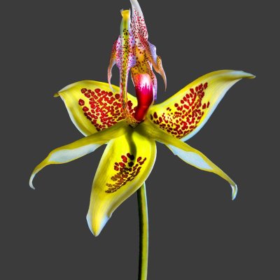 Embreea Rodigasiana