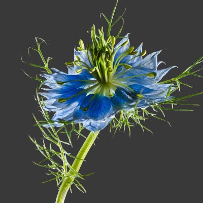 NIgella Damascena