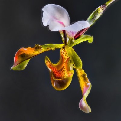 Paphiopedilum lathamianum | Orchidacea | 01 Myanmar