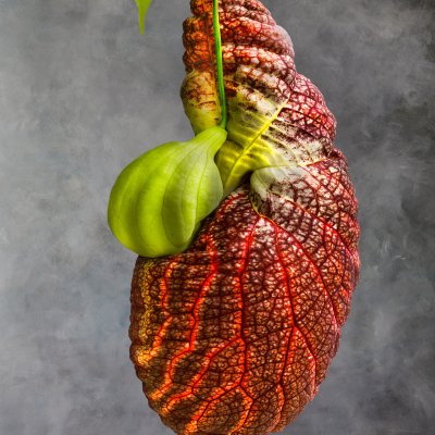 Aristolochia Gigantea 01