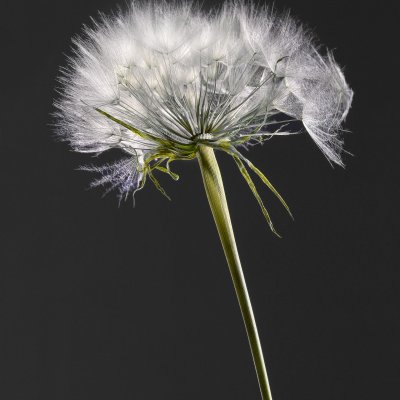 Umbrella Flower 012296