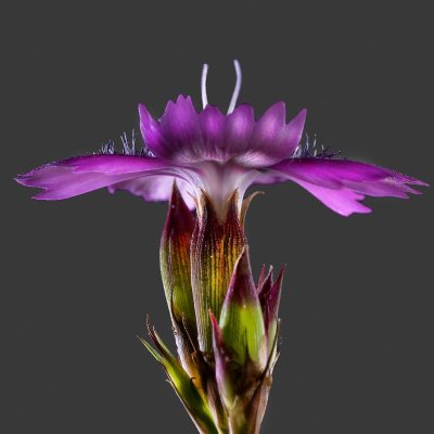 Dianthus carthusianorum