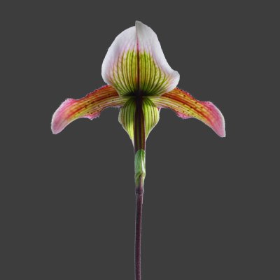 Paphiopedilum barbatum