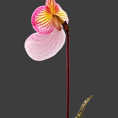 Paphiopedilum micranthum