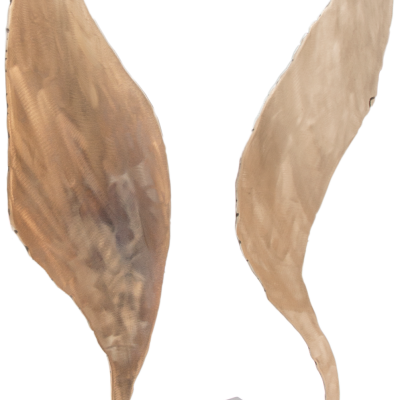 HIPPOCAMPE