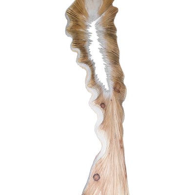 Le spine di Rosa