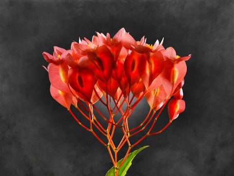 Begonia Coccinea 01 C