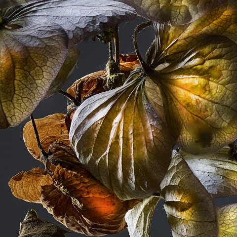 Hydrangea 02C