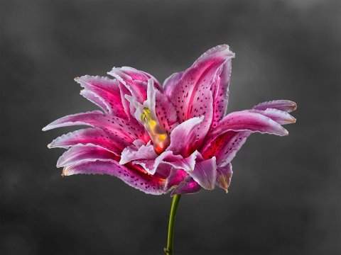 Rose Lily